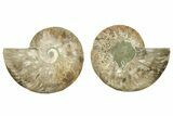 Cut & Polished, Agatized Ammonite Fossil - Madagascar #223196-1